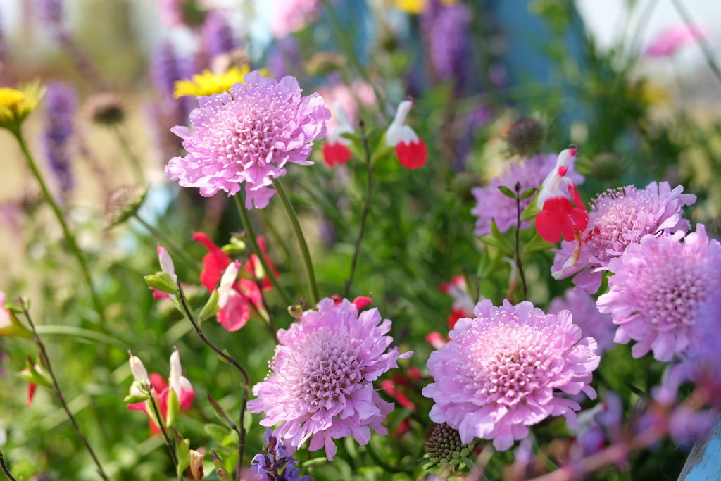 この花のように