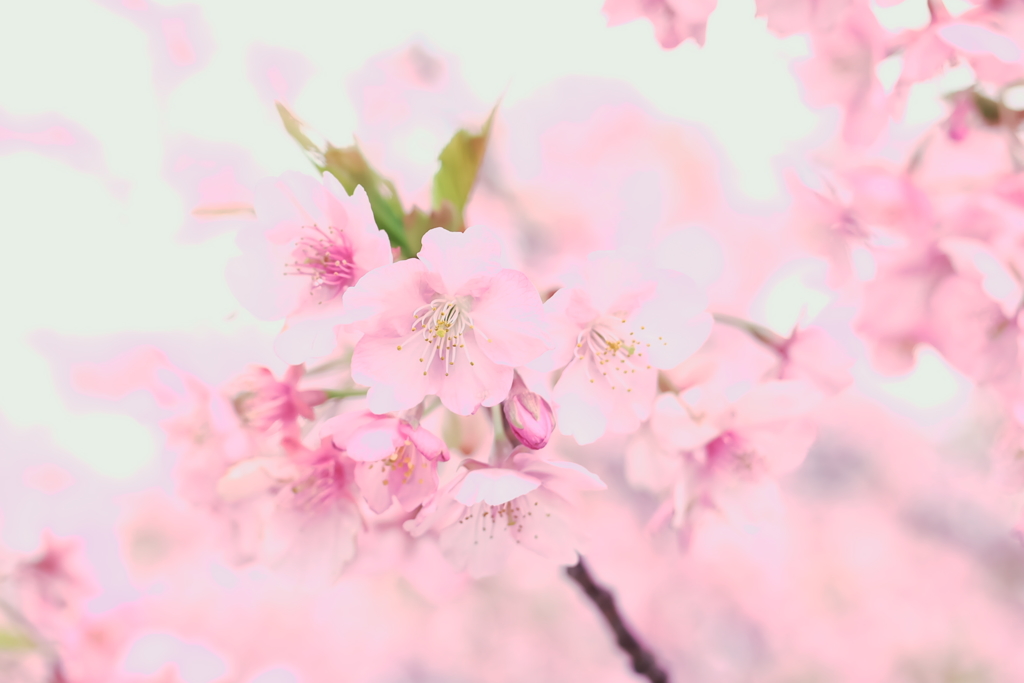 津久見の河津桜