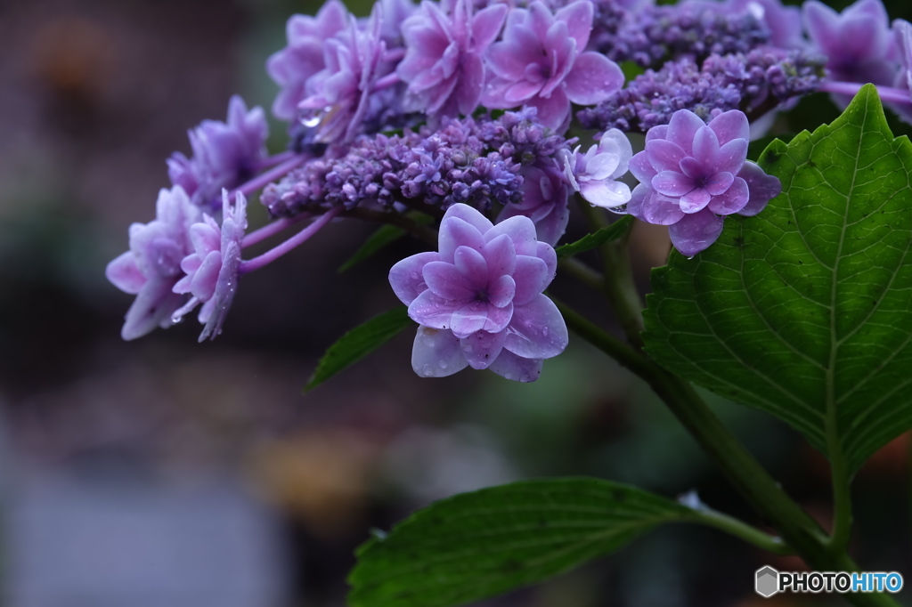 紫陽花