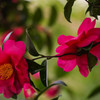 山茶花