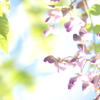 山藤