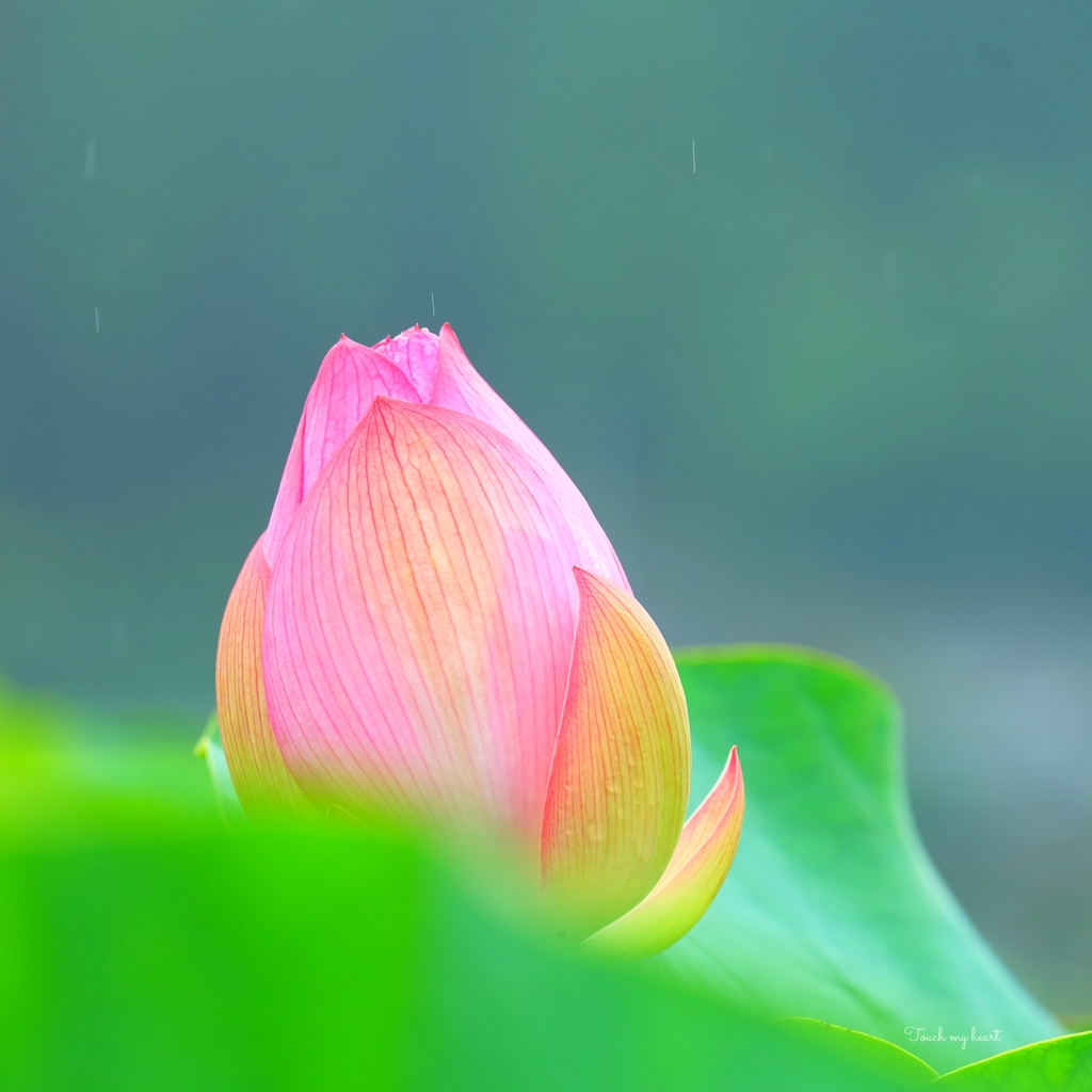 小雨