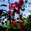 百日紅
