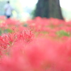彼岸の頃