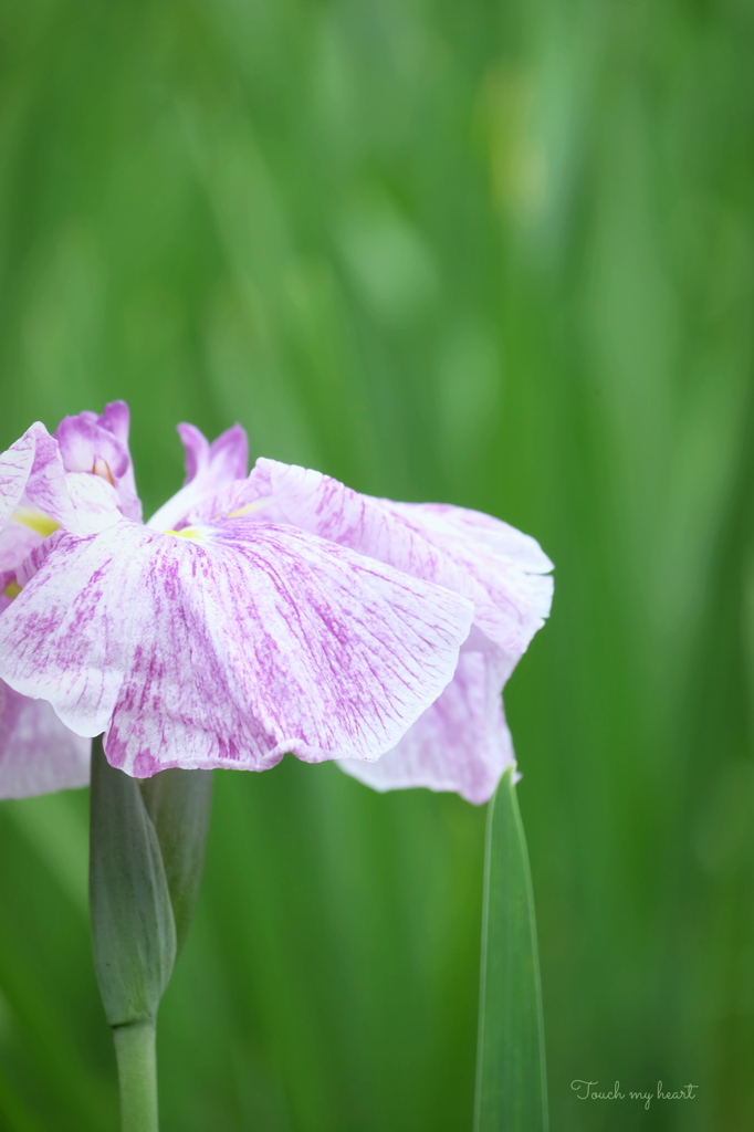花菖蒲