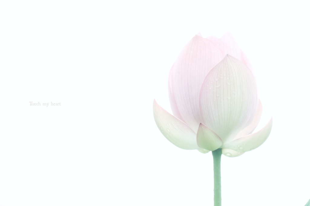 透