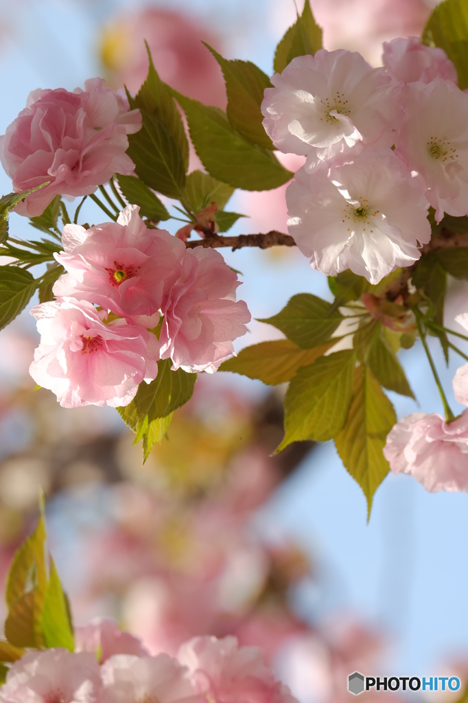 一心寺の牡丹桜