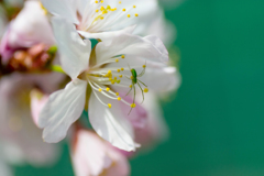 桜と蜘蛛