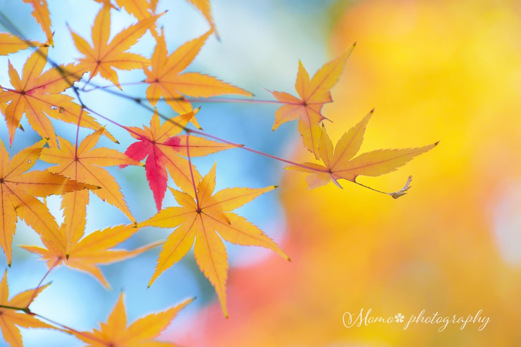 人気 彩葉紅葉