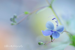 青い蝶♪。.:＊・゜