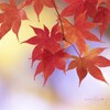 師走に燃ゆ☆.。.:*・