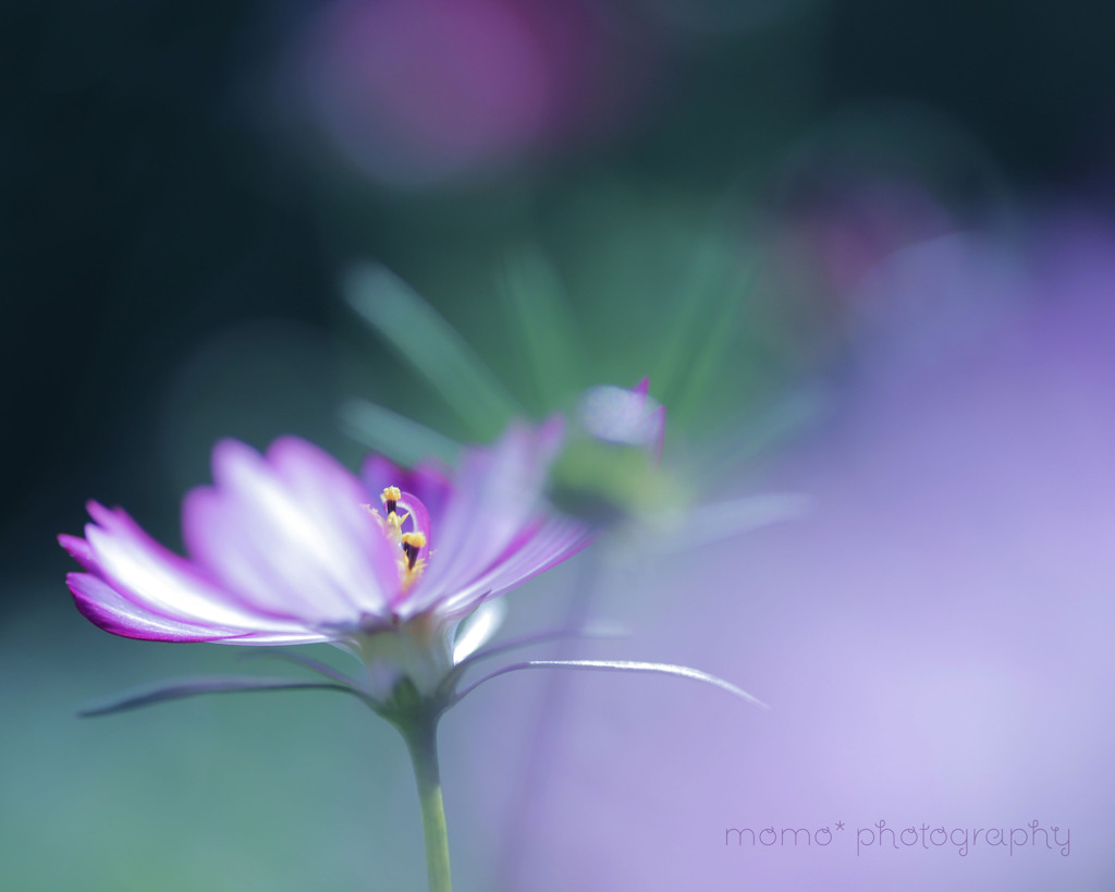 秋桜☆.。.:*・