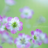 雲間草☆.。.:*・