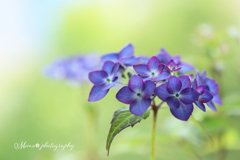 asian beauty.+*:ﾟ+｡.☆