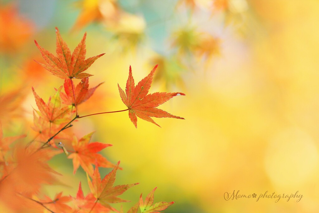 紅葉の錦☆.。.:*・