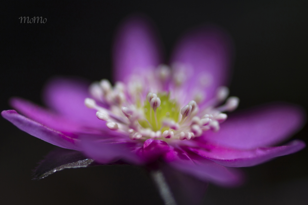 雪割草が咲きました☆.。.:*・