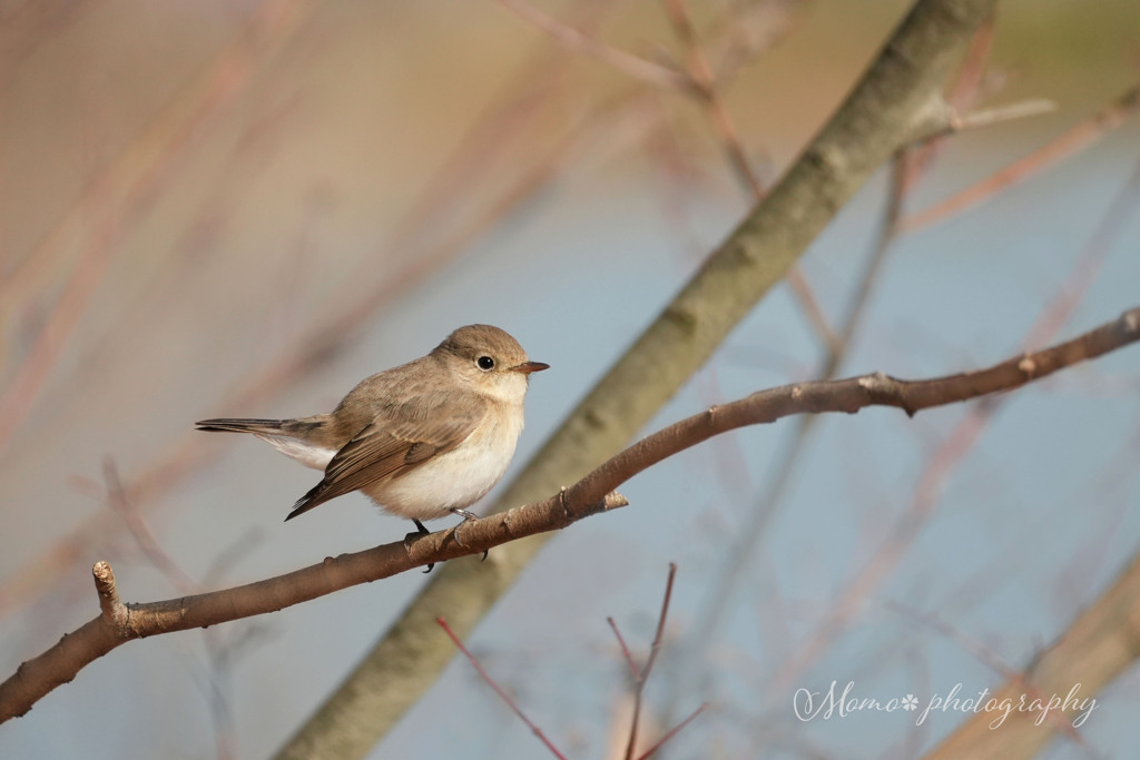 森のAngel.+*:ﾟ+｡.☆