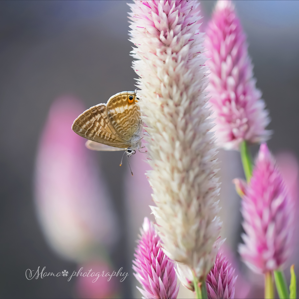 pink candle.+*:ﾟ+｡.☆