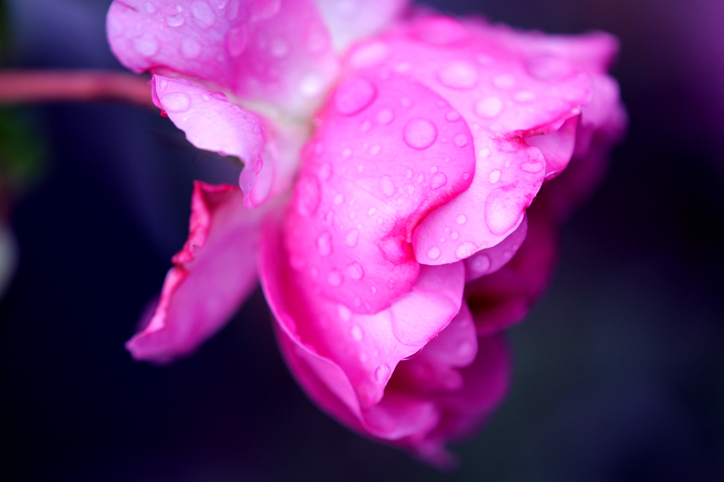 rainy rose☆.。