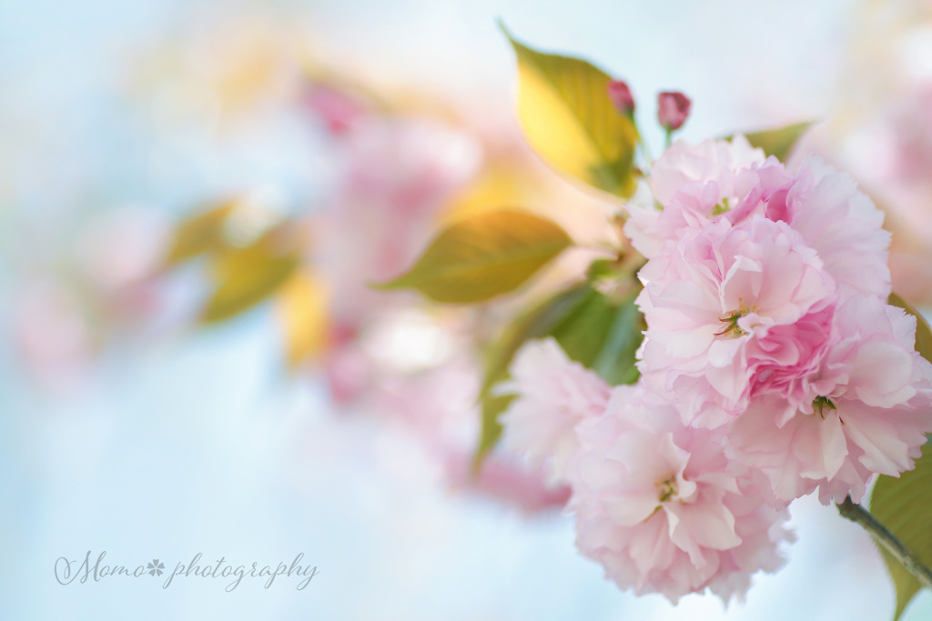 牡丹桜☆.。.:*・