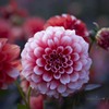 夕暮れのダリア園☆.。.:*・
