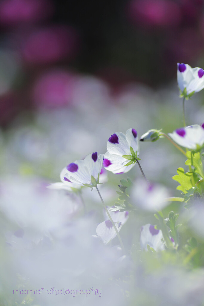 daydream☆.。.:*・