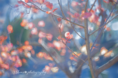 冬の散歩道.+*:ﾟ+｡.☆