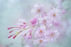しだれ桜☆.。.:*・
