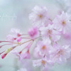 しだれ桜☆.。.:*・