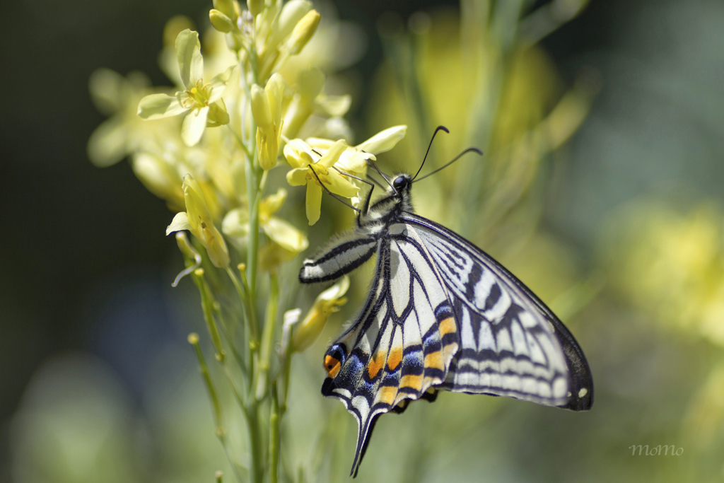 Swallowtail butterfly•*¨*•.¸¸♪