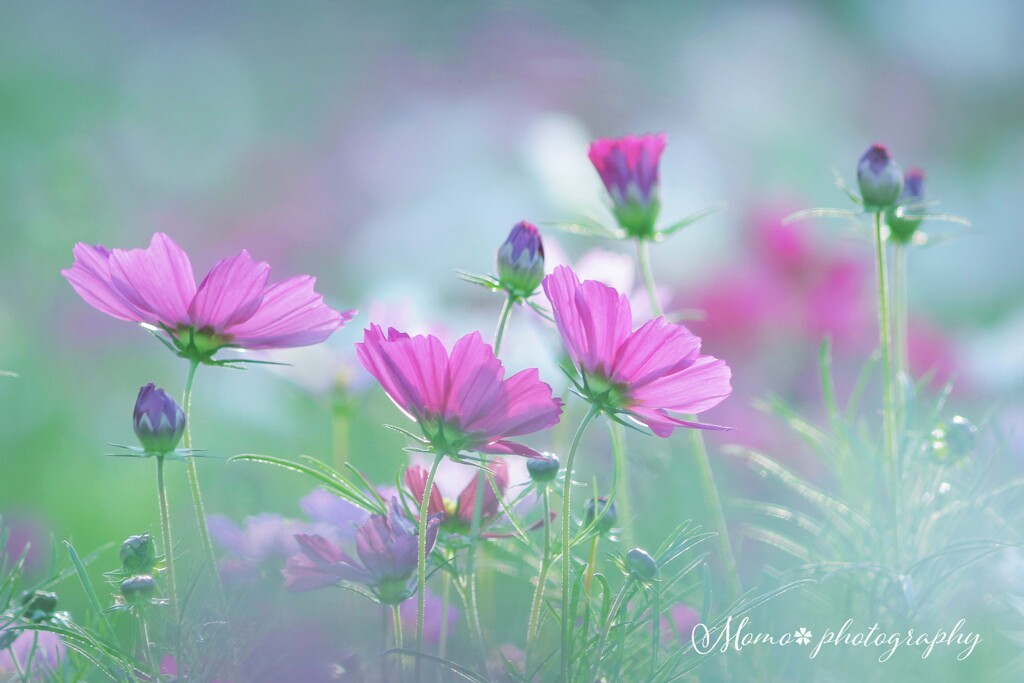 秋日燦々☆.。.:*・