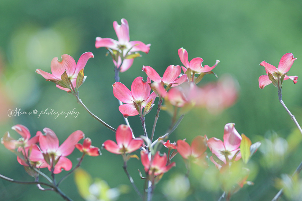 春の紅色☆.。.:*・