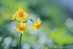春、香りたつ☆.。.:*・