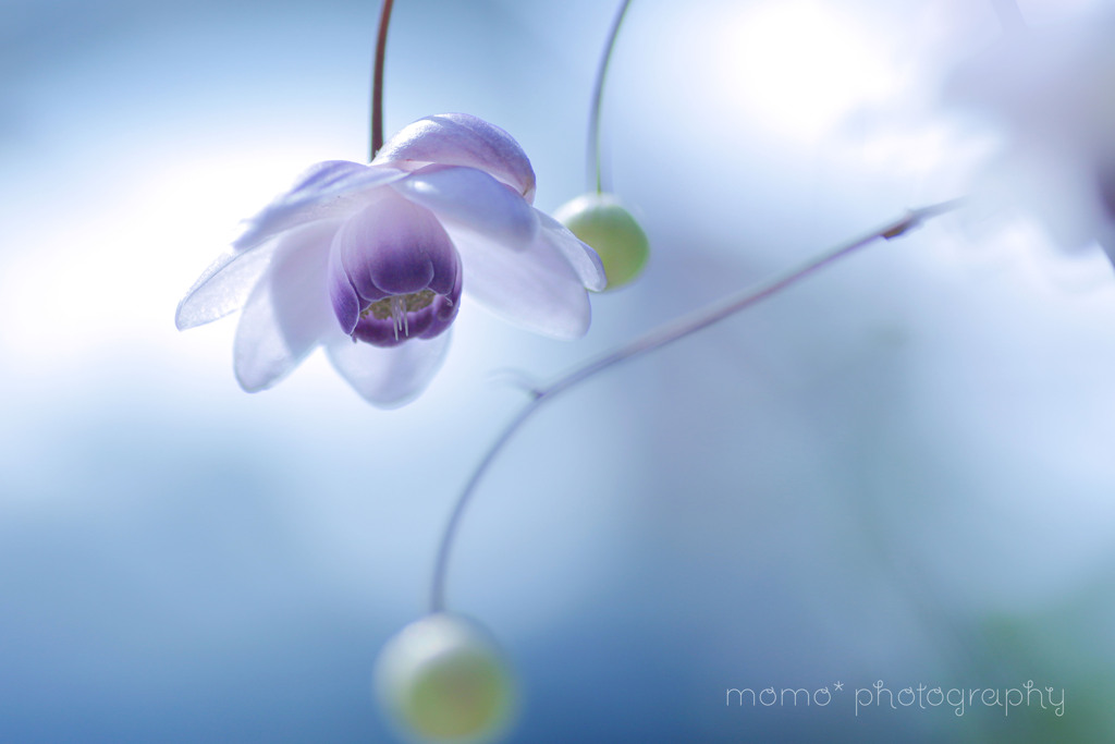Summer greetings☆.。.:*・