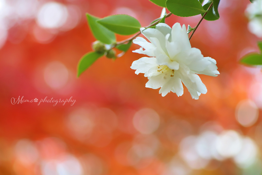 初春のひかり.+*:ﾟ+｡.☆