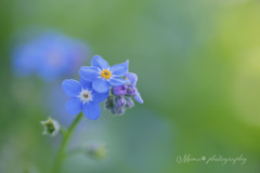 forget-me-not☆.。.:*・