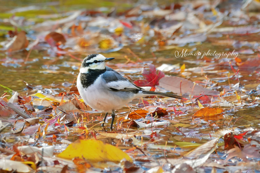 晩秋の煌き☆.。.:*・