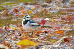 晩秋の煌き☆.。.:*・