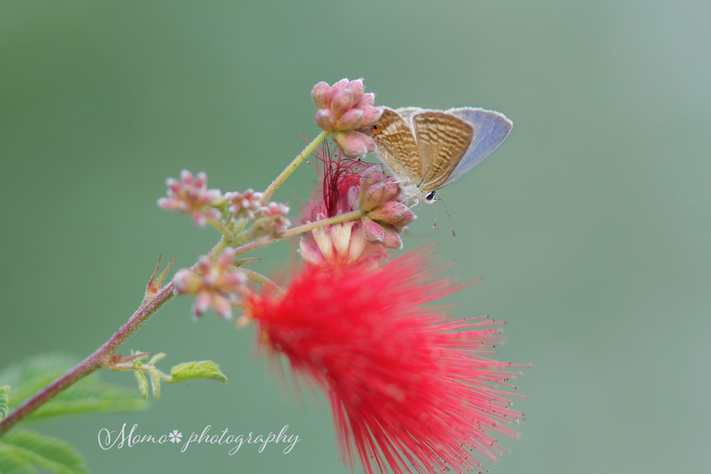 秋の緋色.+*:ﾟ+｡.☆