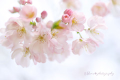 桜chiffon.+*:ﾟ+｡.☆