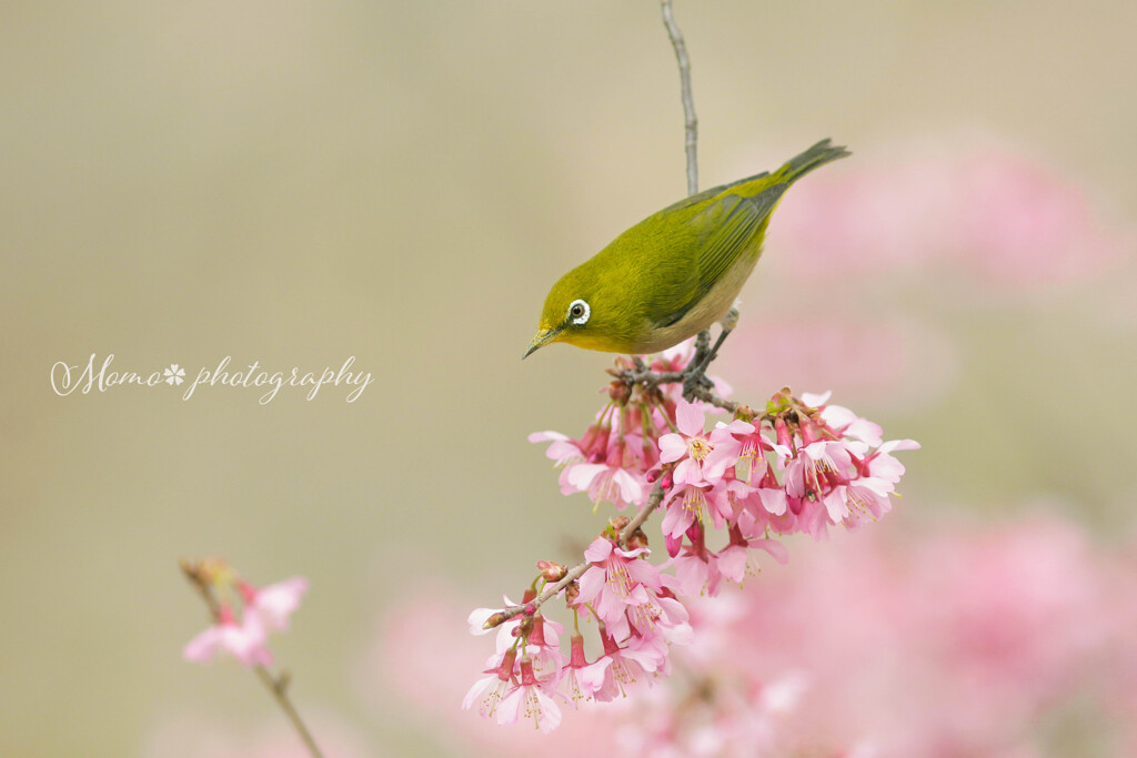 おかめじろ～♪。.:＊・゜