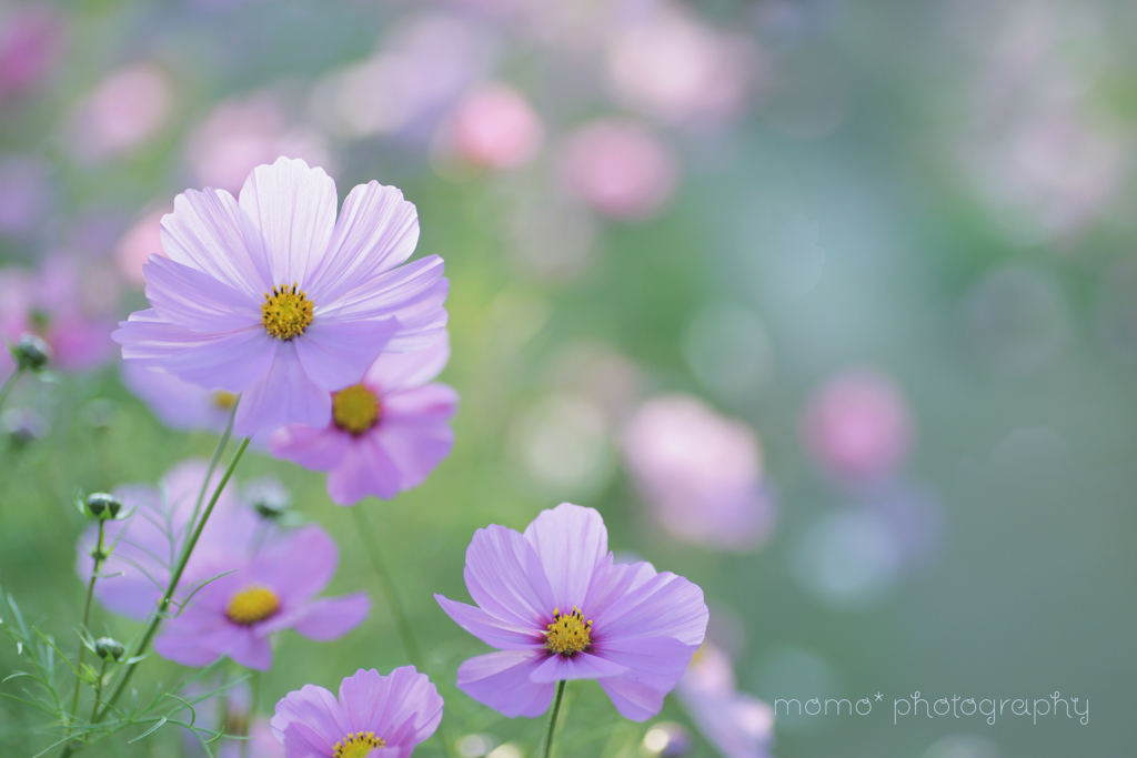 colourful♪。.:＊・゜
