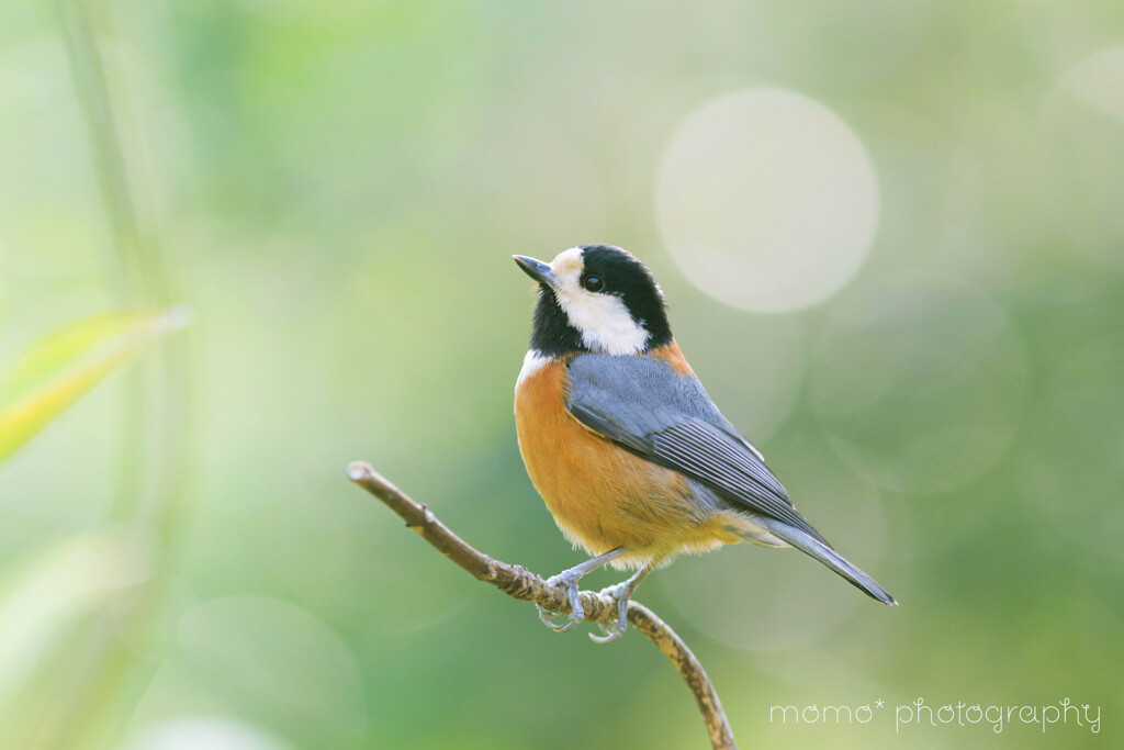 素敵な春がきっと来るよ♪。.:＊・゜