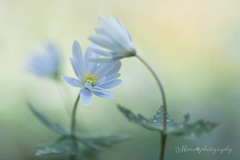 妖精のささやき☆.。.:*・