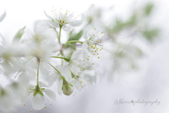 white bloom.+*:ﾟ+｡.☆