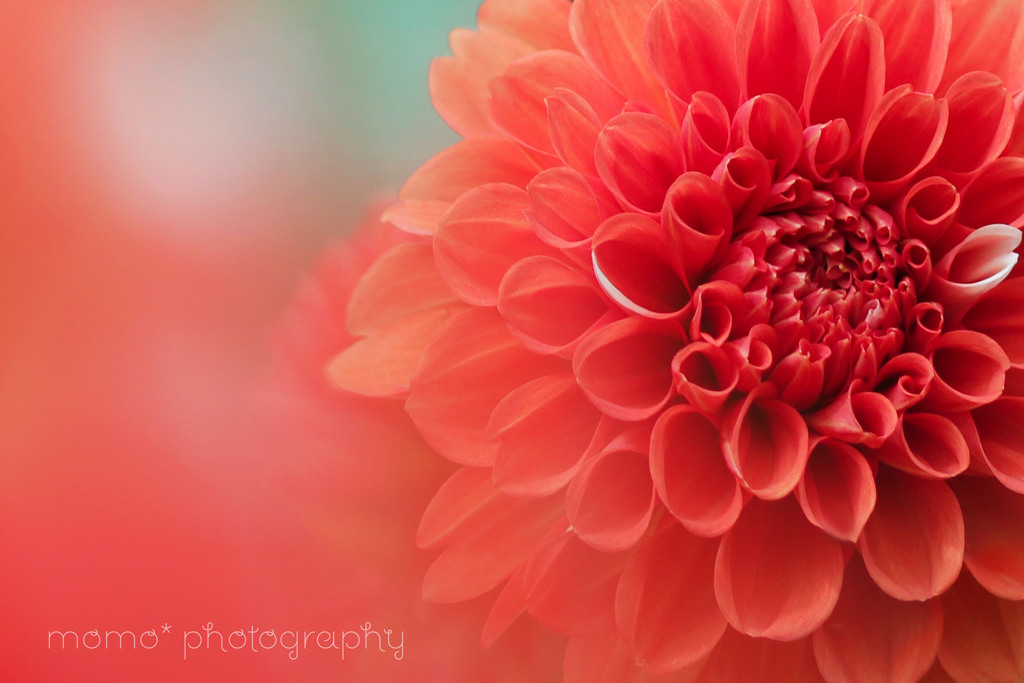 vermilion☆.。.:*・