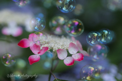 あじさいuniverse.:*○o｡+