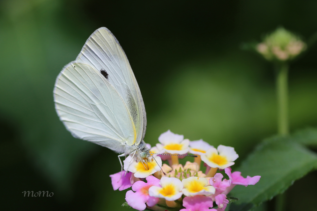 White Fairy☆.。