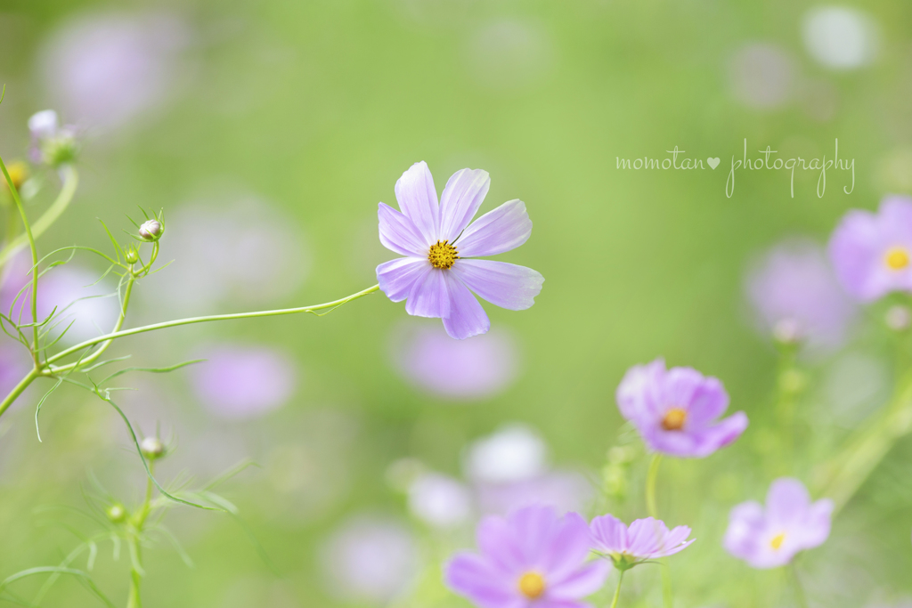 いま夢の中へ☆.。.:*・