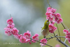 春のご馳走♪。.:＊・゜